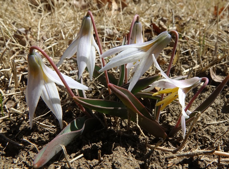 Midland Fawnlily photo 3