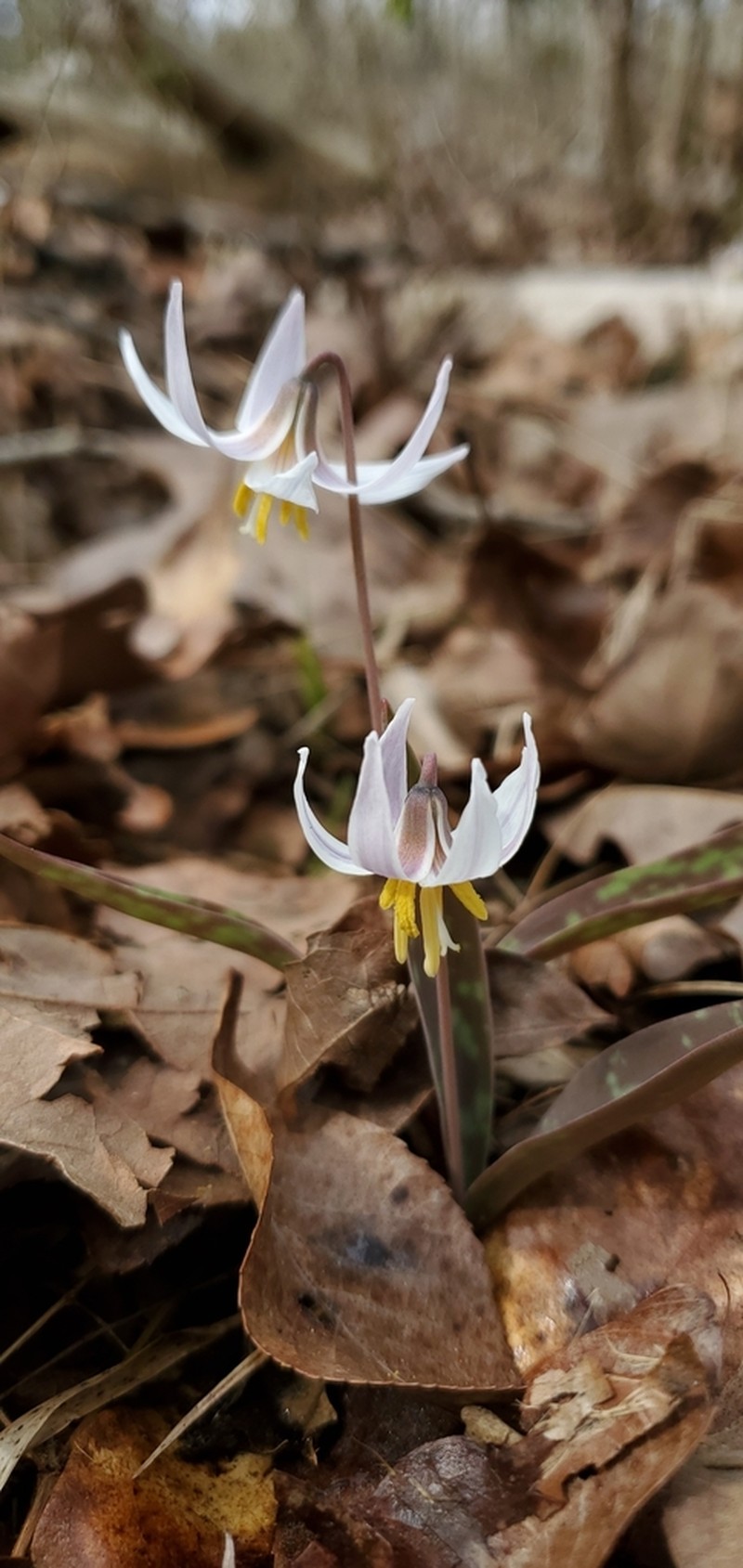 Midland Fawnlily photo 5