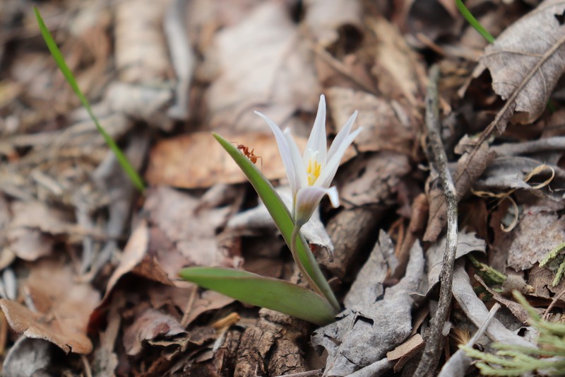 Midland Fawnlily photo 6