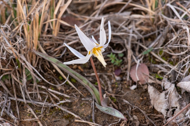 Midland Fawnlily photo 8