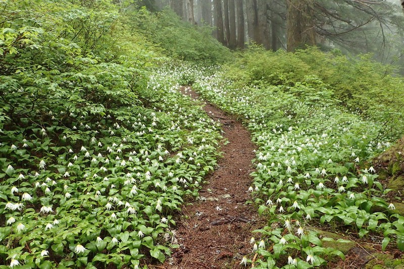White Avalanche-Lily