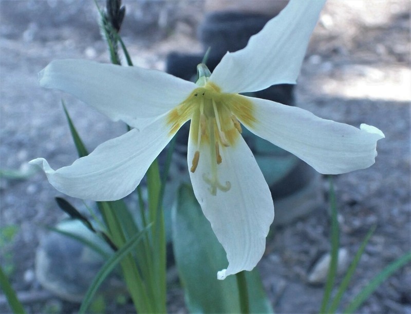 White Avalanche-Lily photo 2