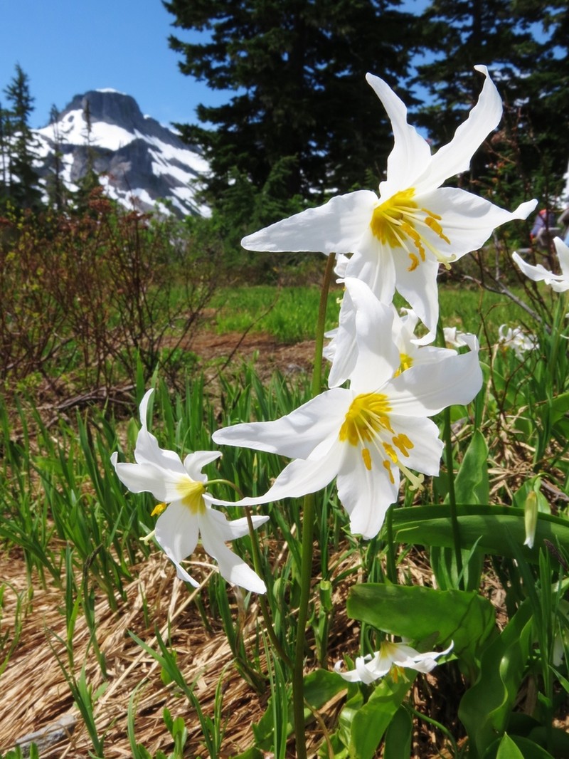 White Avalanche-Lily photo 3