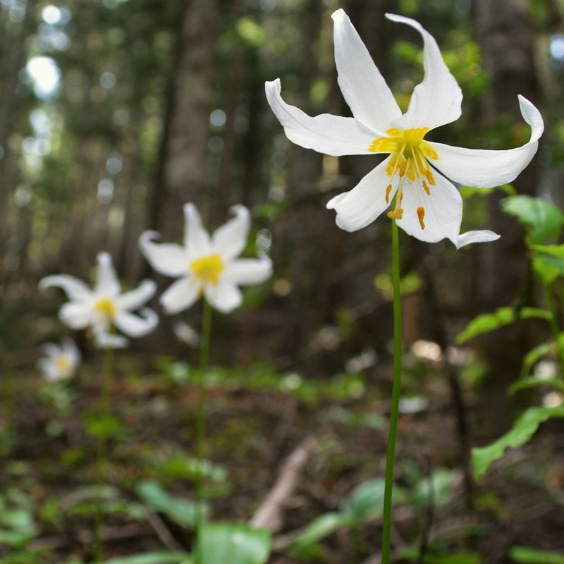 White Avalanche-Lily photo 4