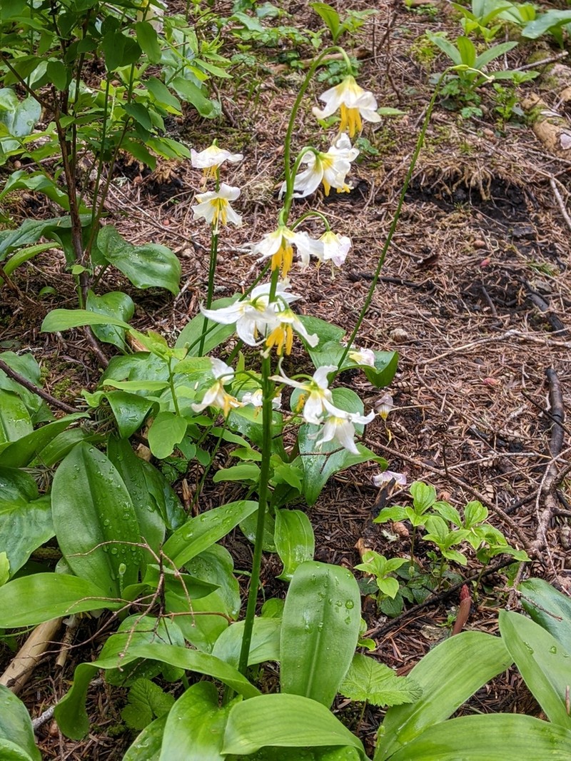 White Avalanche-Lily photo 5