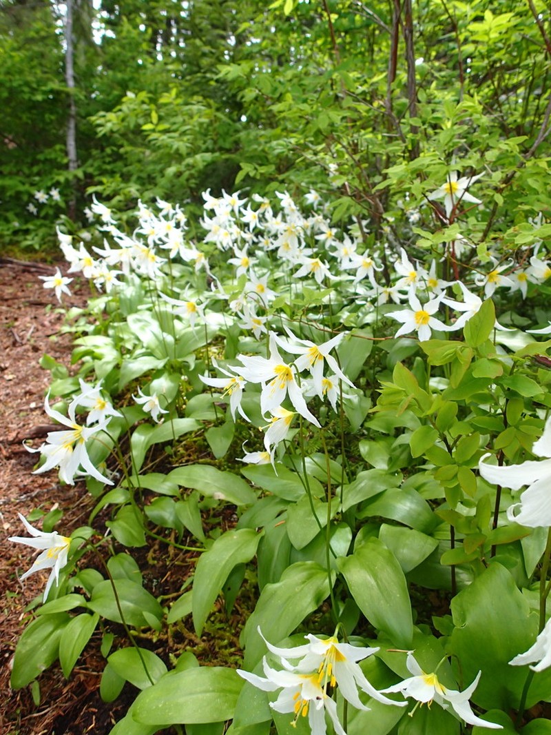 White Avalanche-Lily photo 6