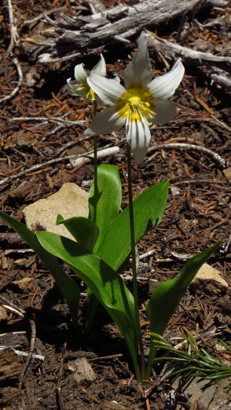 White Avalanche-Lily photo 7