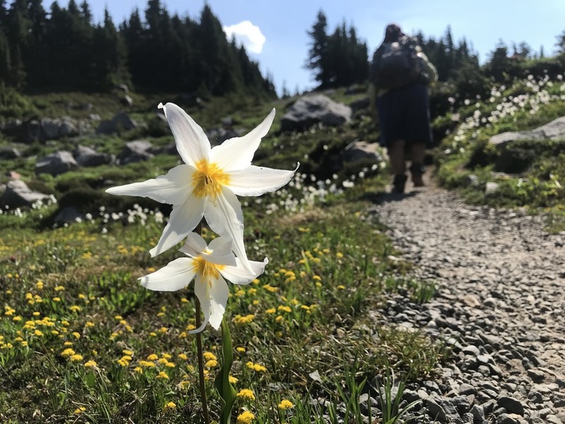 White Avalanche-Lily photo 8