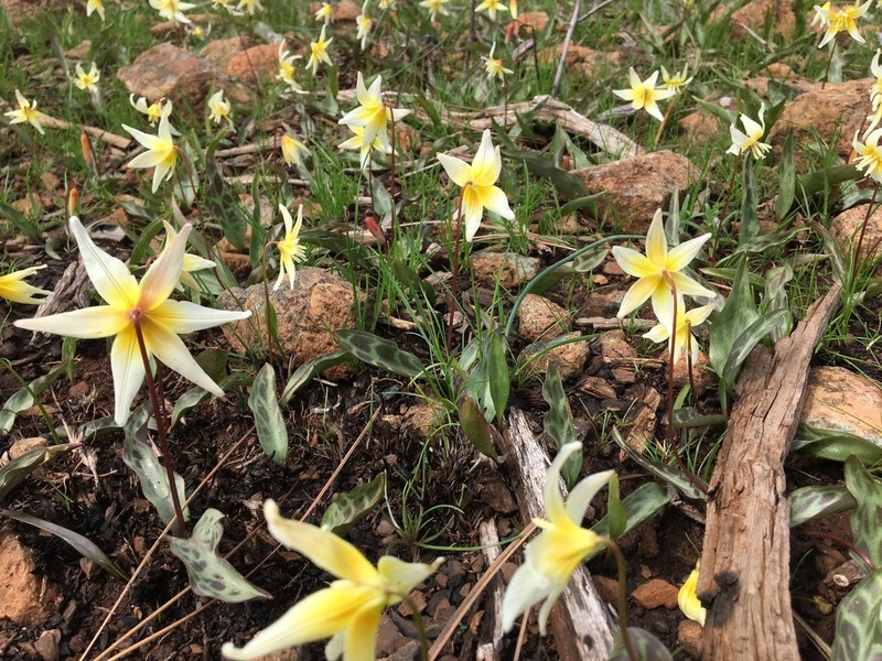 Erythronium multiscapideum