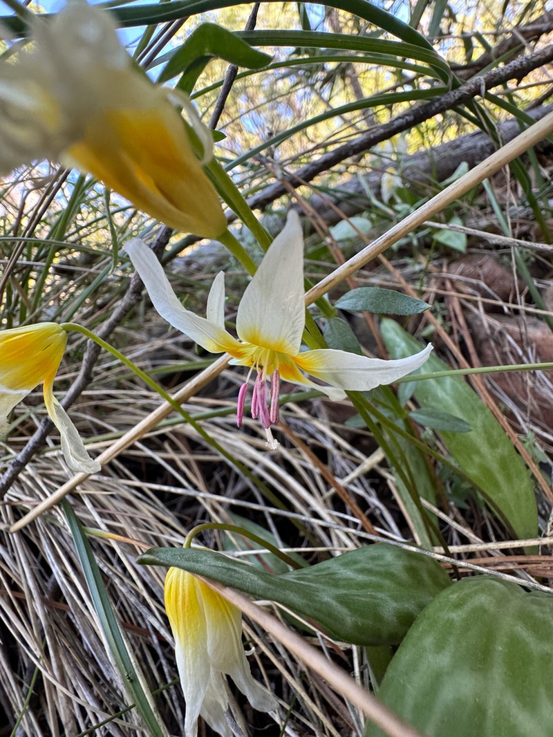 Erythronium multiscapideum photo 2