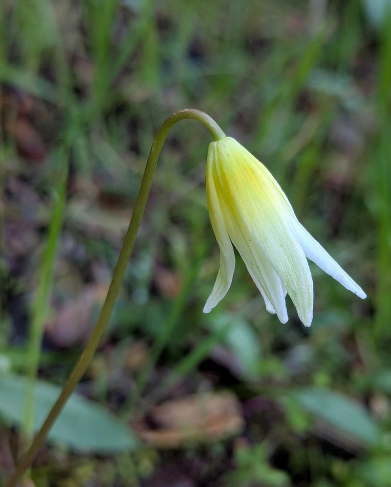 Erythronium multiscapideum photo 3