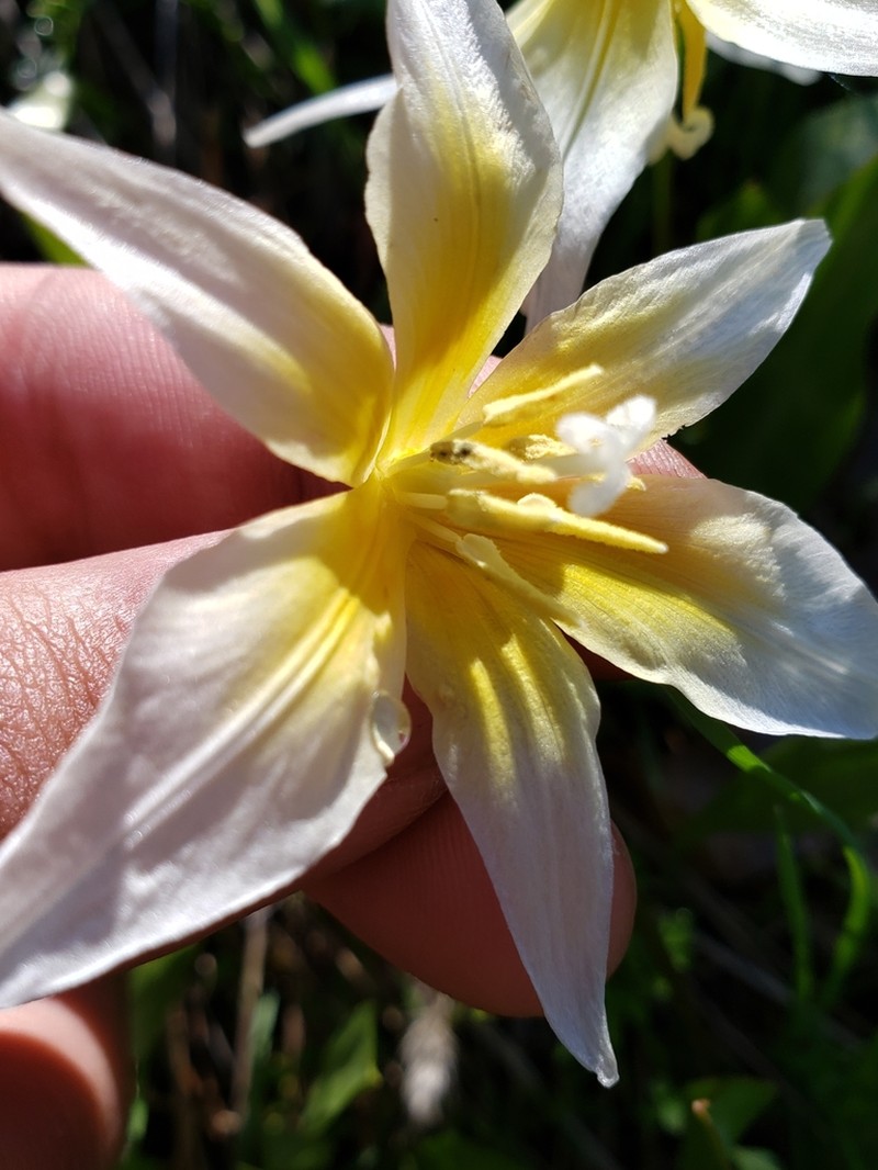 Erythronium multiscapideum photo 4