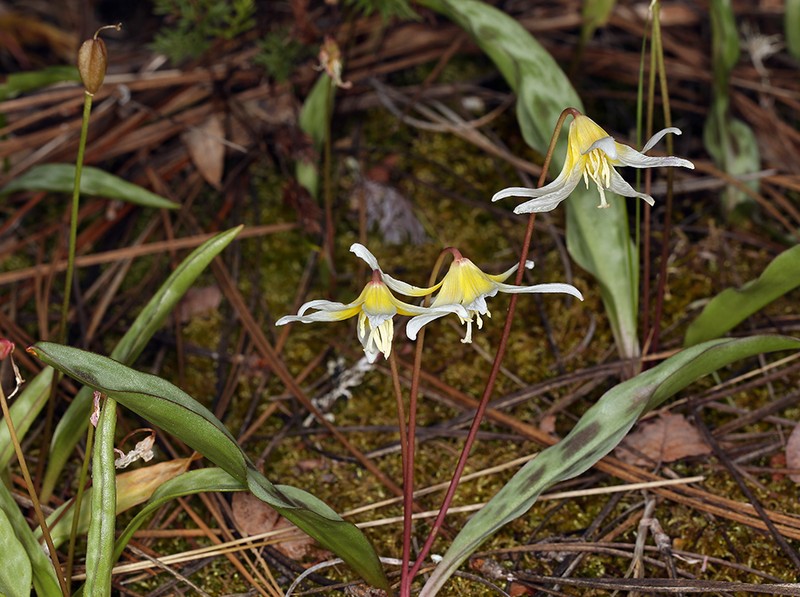 Erythronium multiscapideum photo 5