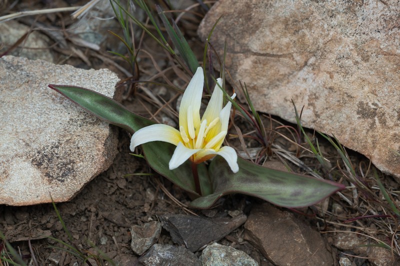 Erythronium multiscapideum photo 6