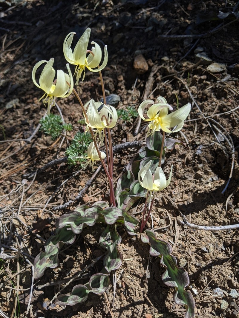 Erythronium multiscapideum photo 7