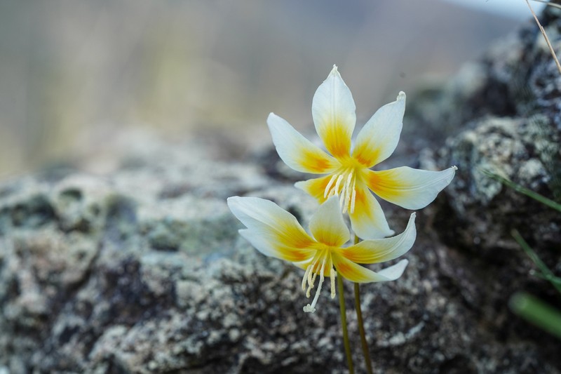 Erythronium multiscapideum photo 8
