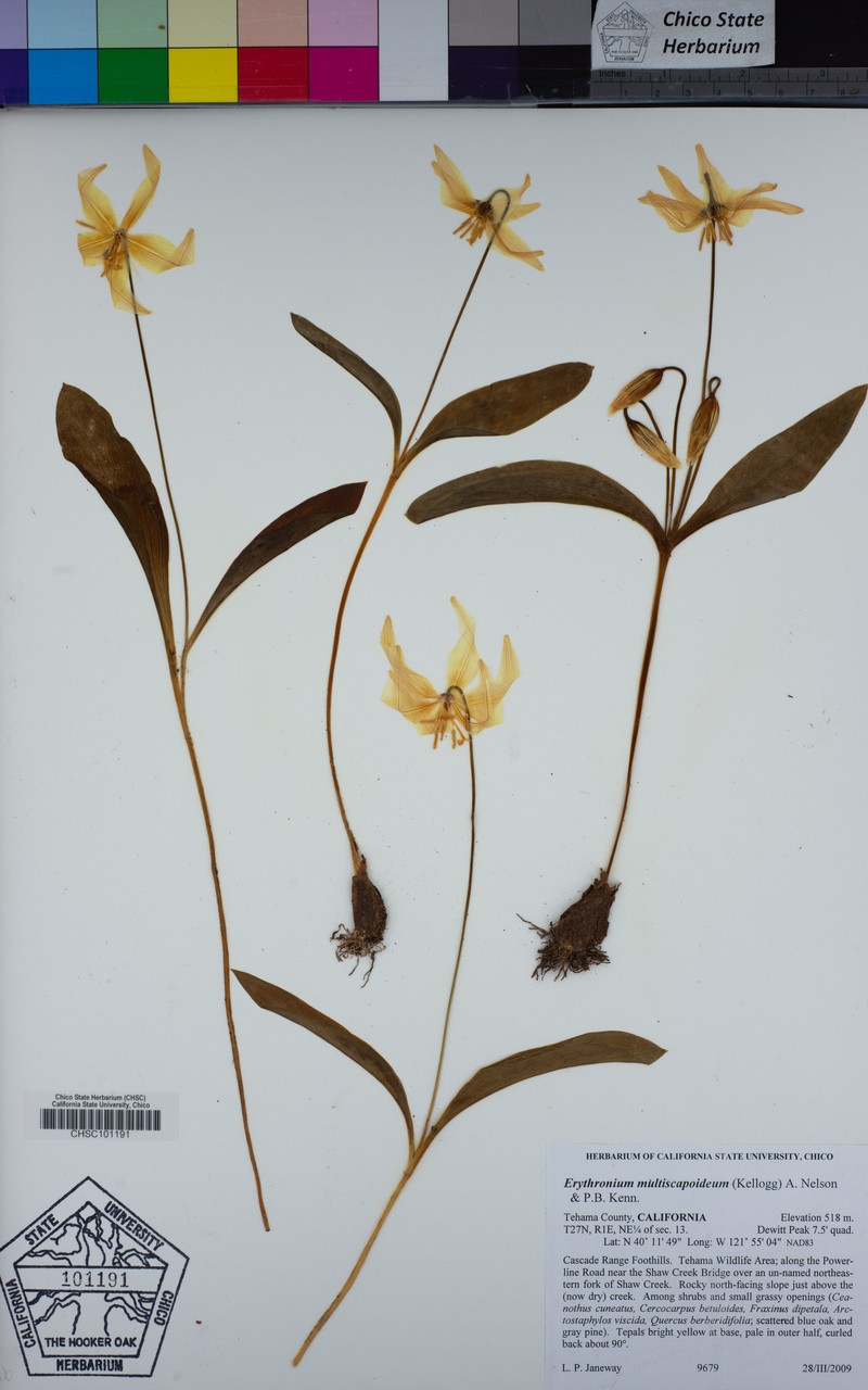 Sierra Fawnlily