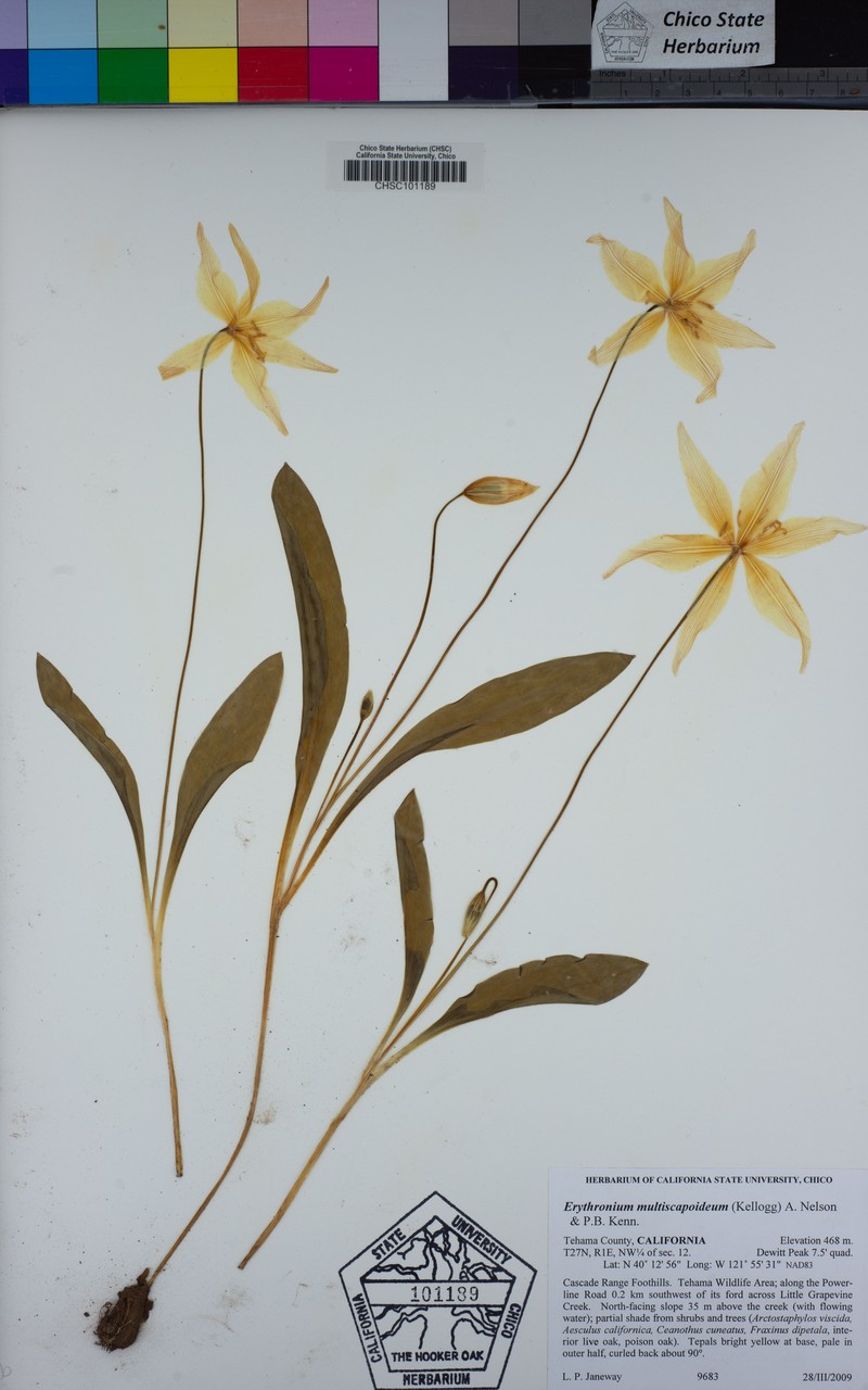 Sierra Fawnlily photo 2