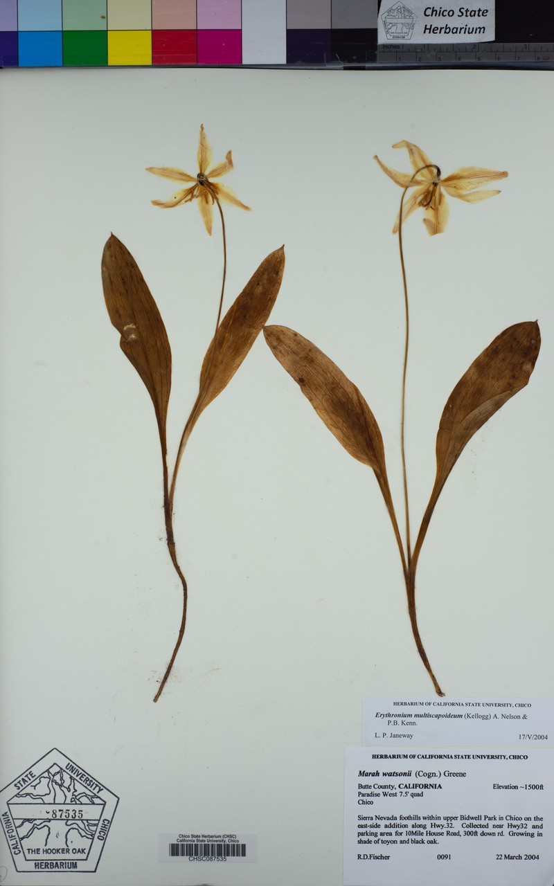 Sierra Fawnlily photo 3