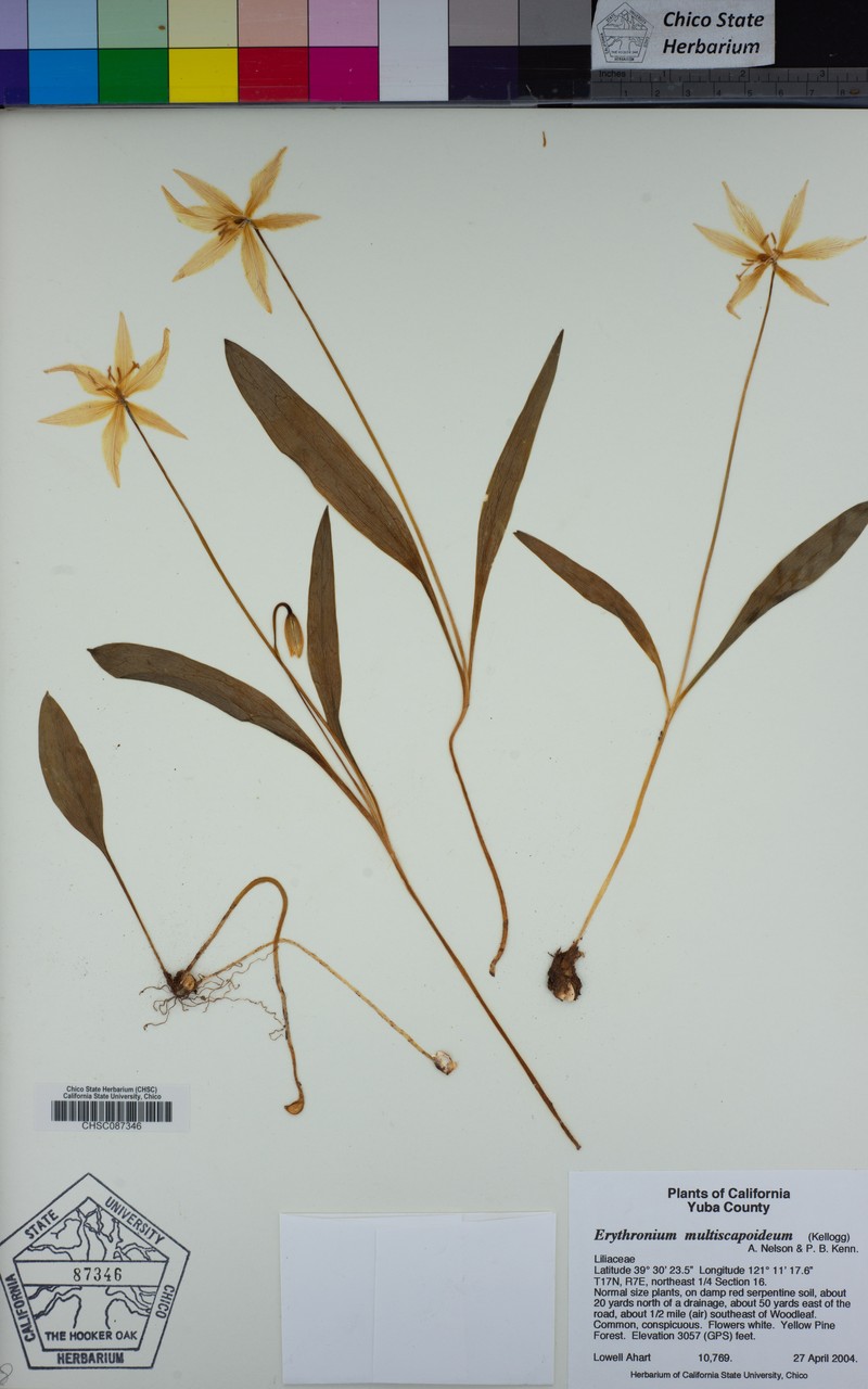 Sierra Fawnlily photo 4