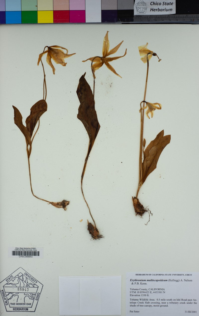 Sierra Fawnlily photo 5