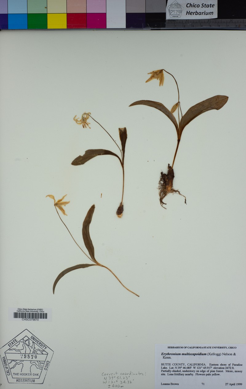 Sierra Fawnlily photo 6
