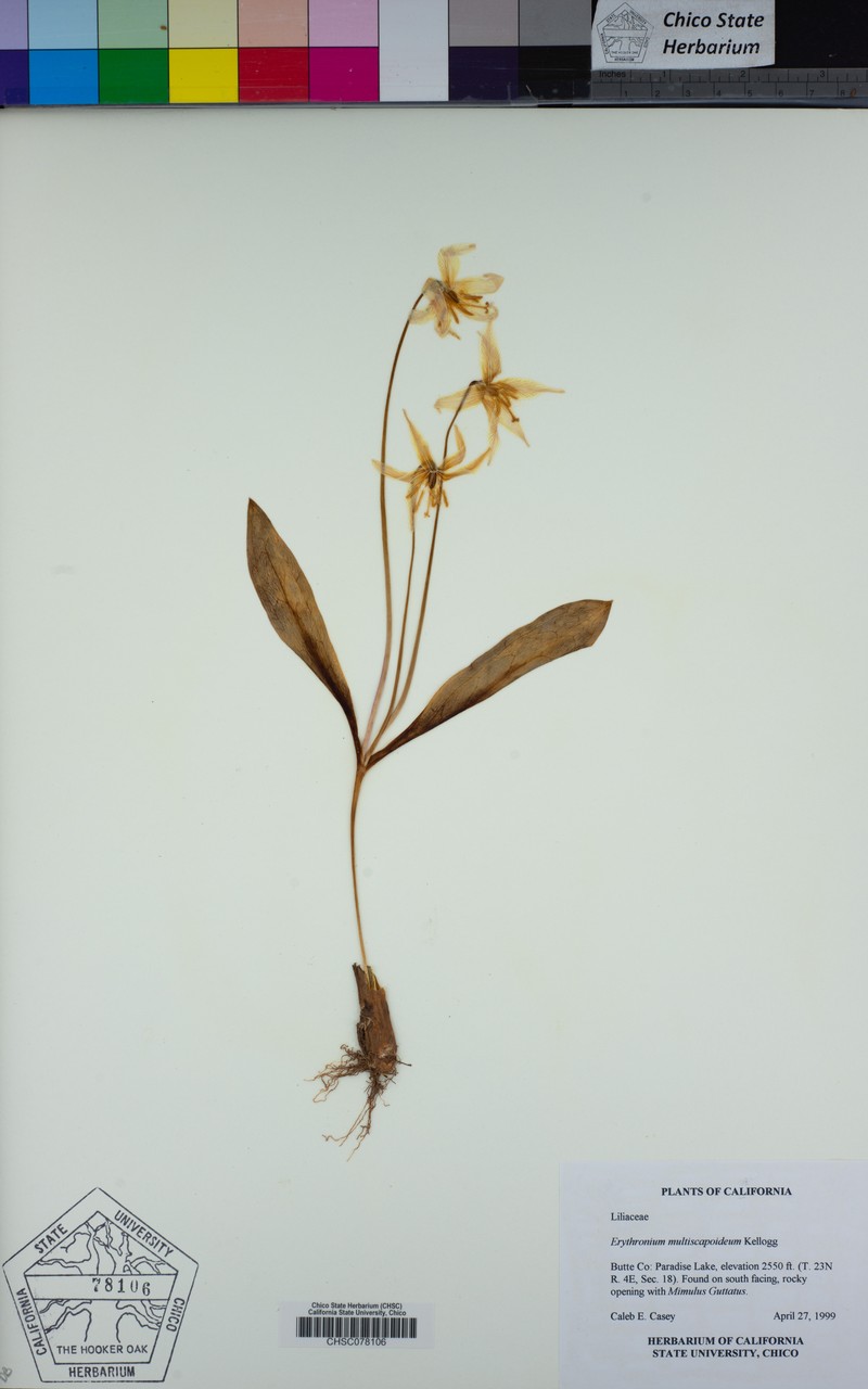 Sierra Fawnlily photo 7