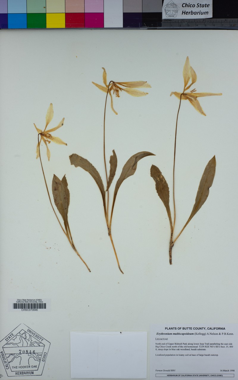 Sierra Fawnlily photo 8
