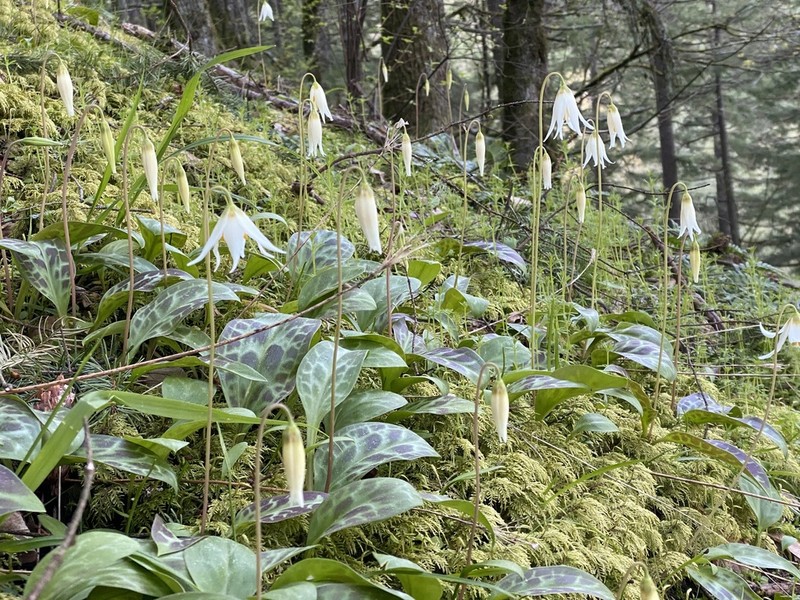 Giant White Fawnlily