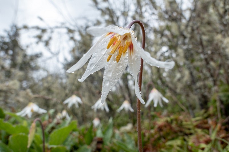 Giant White Fawnlily photo 2