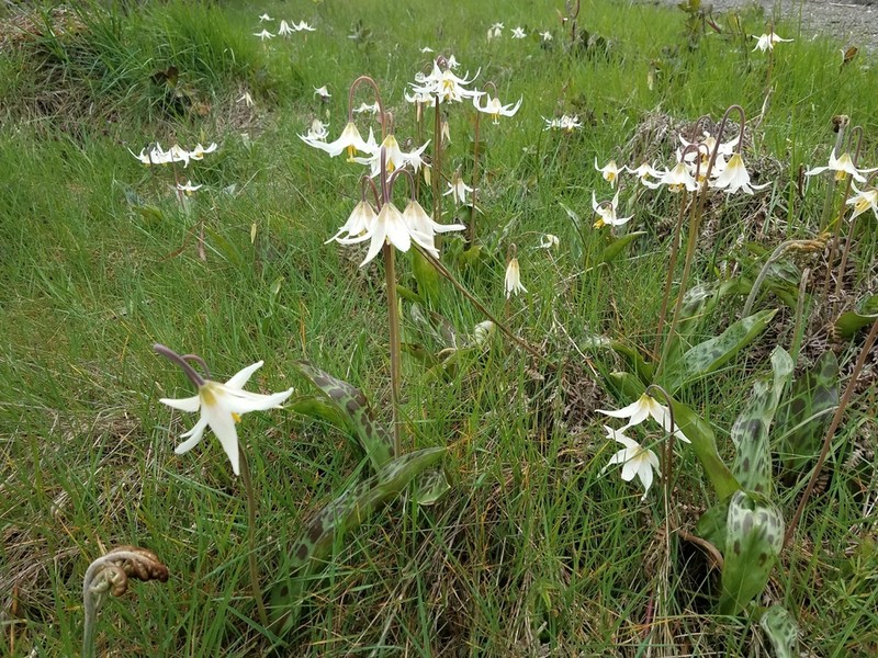 Giant White Fawnlily photo 4