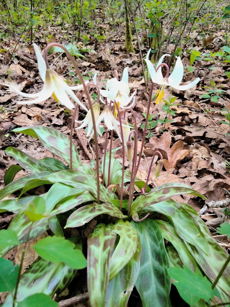 Giant White Fawnlily photo 5