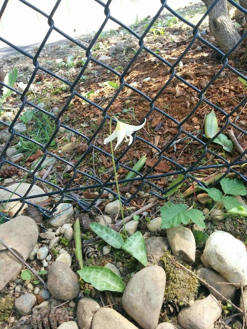Giant White Fawnlily photo 6