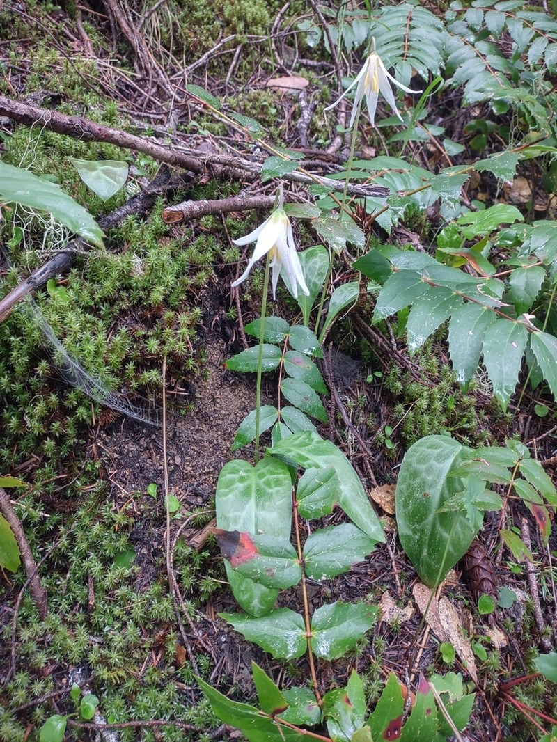 Giant White Fawnlily photo 7