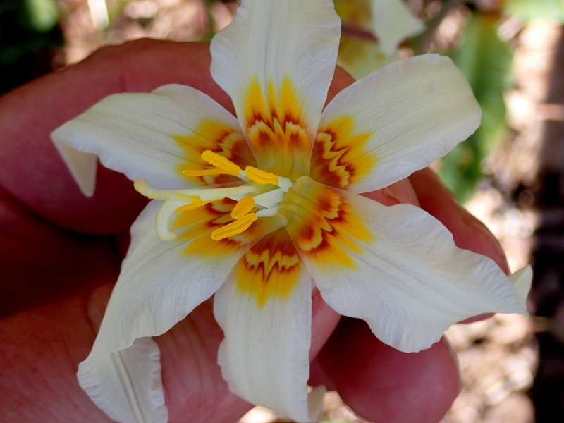 Giant White Fawnlily photo 8