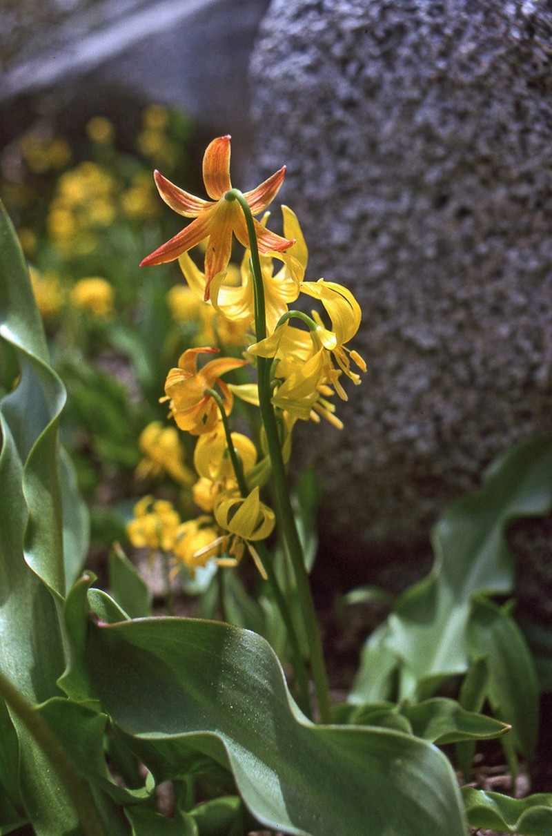 Manyflower Fawnlily