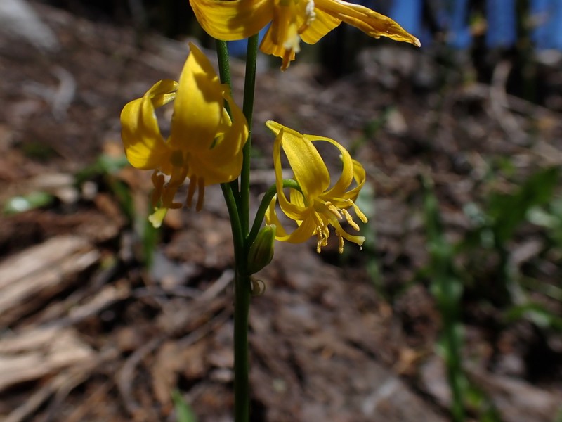 Manyflower Fawnlily photo 2
