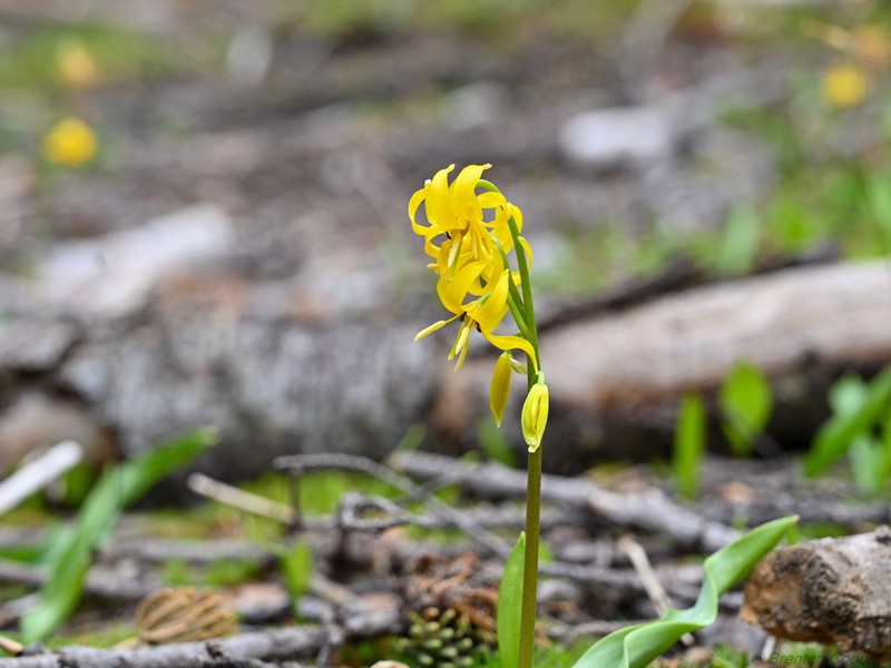 Manyflower Fawnlily photo 4