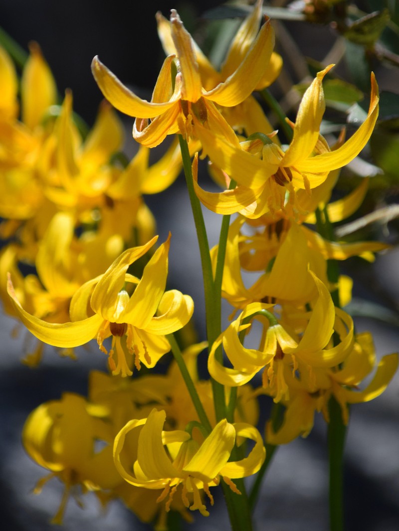 Manyflower Fawnlily photo 6