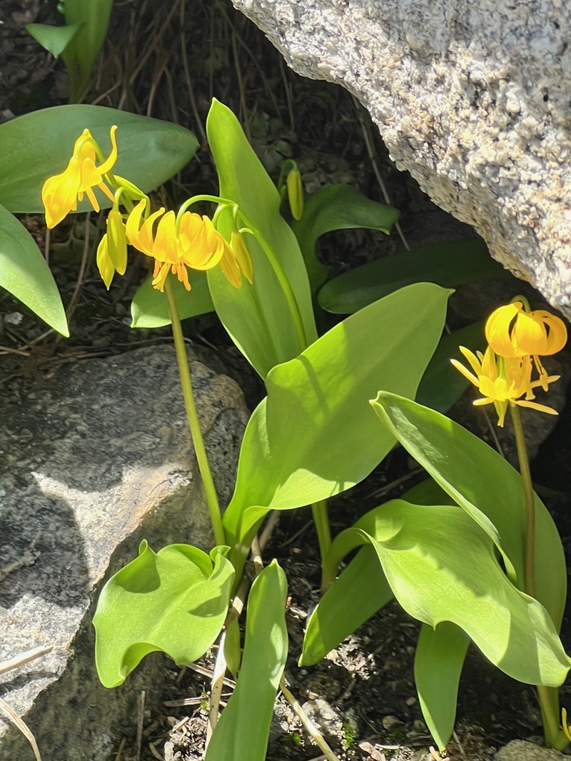 Manyflower Fawnlily photo 8