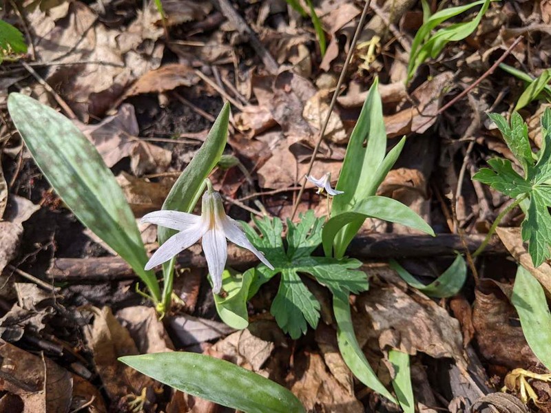 Minnesota Fawnlily