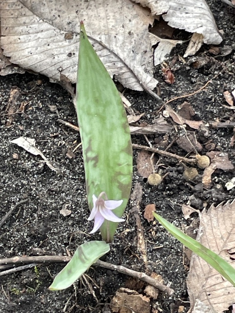 Minnesota Fawnlily photo 3