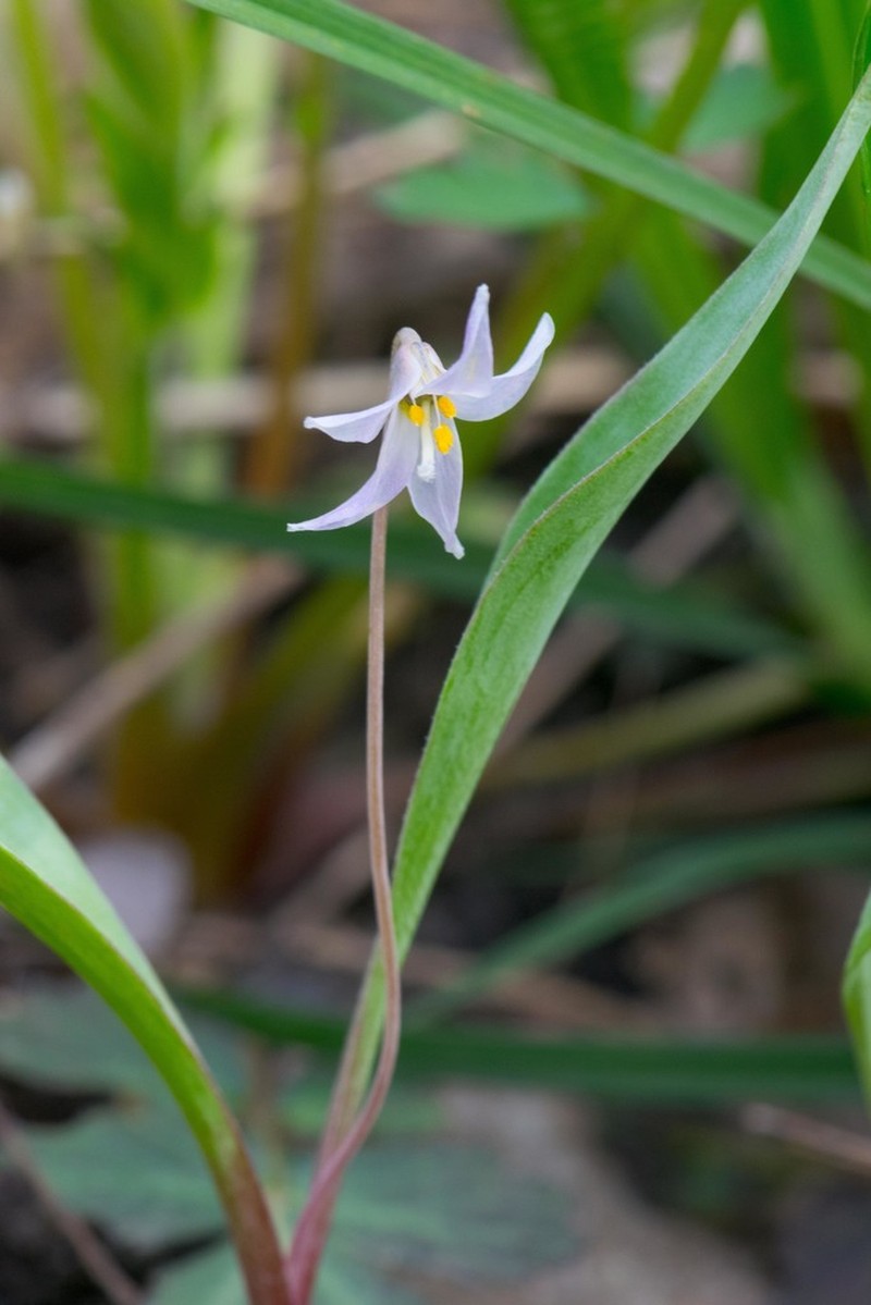 Minnesota Fawnlily photo 4
