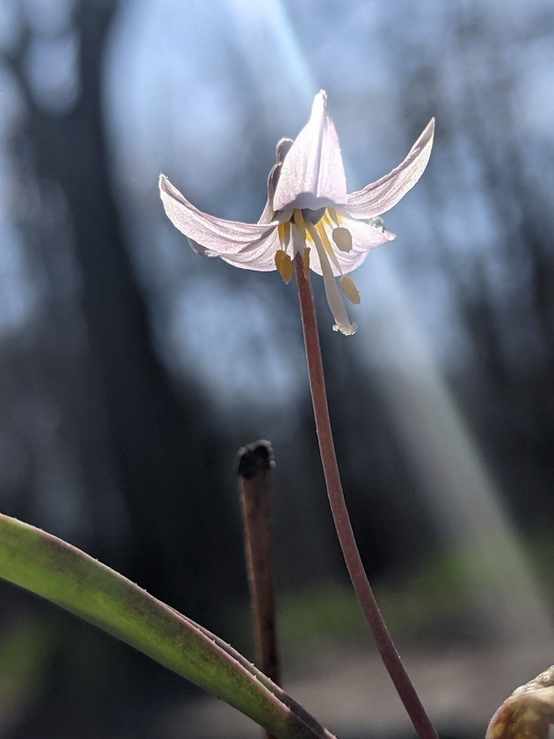 Minnesota Fawnlily photo 5