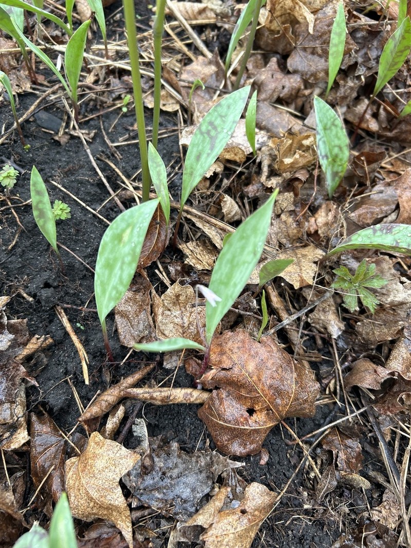 Minnesota Fawnlily photo 6