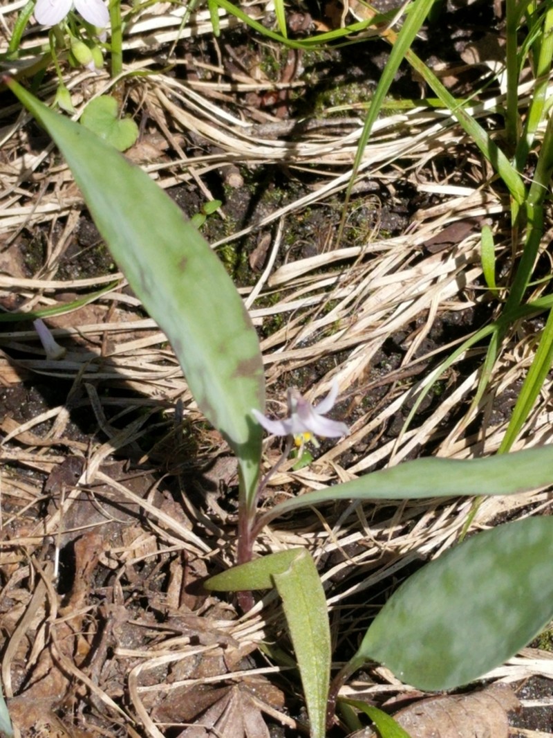 Minnesota Fawnlily photo 8
