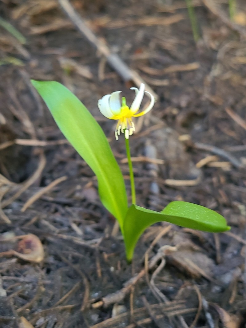 Purple Fawnlily photo 2