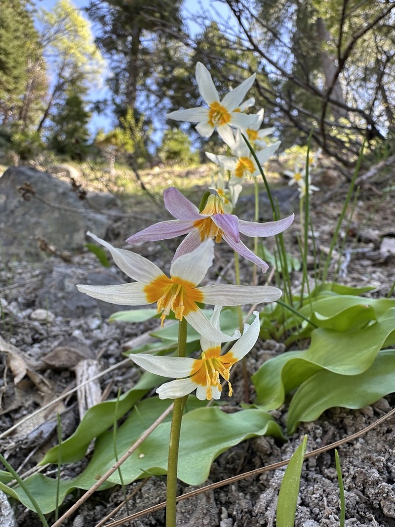 Purple Fawnlily photo 4