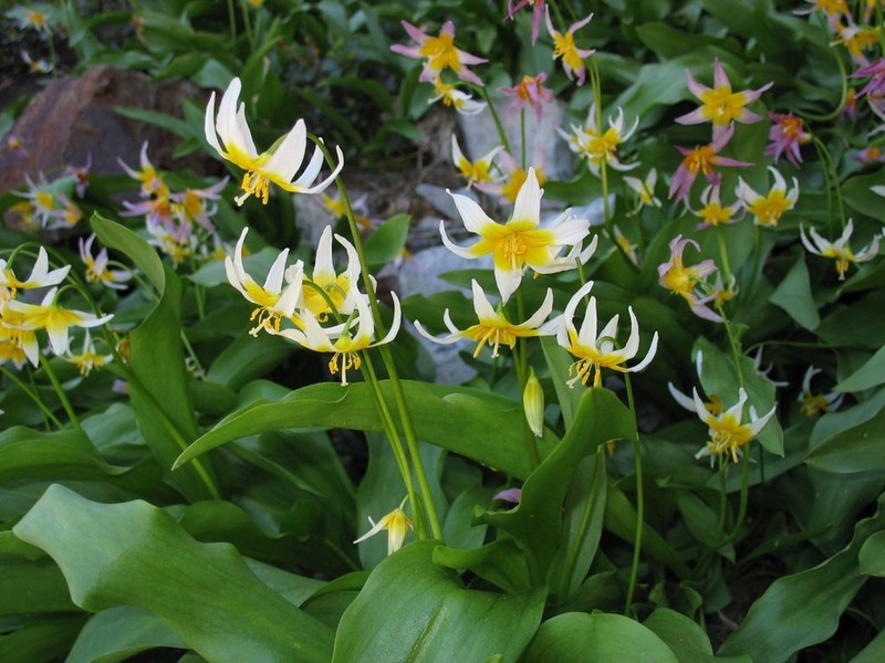 Kaweah Lakes Fawnlily