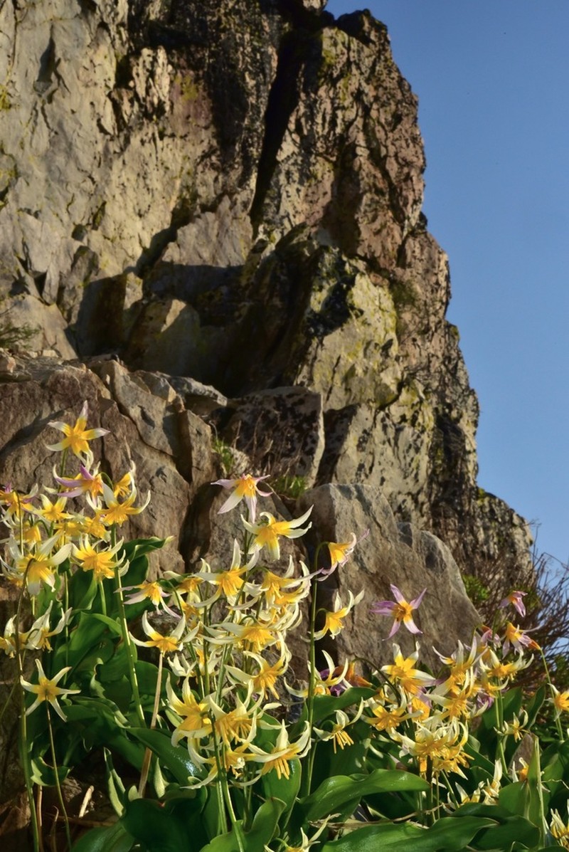 Kaweah Lakes Fawnlily photo 2